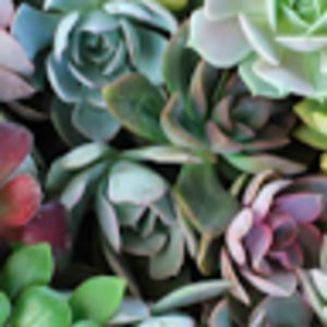 Meet your Posher, Mariah